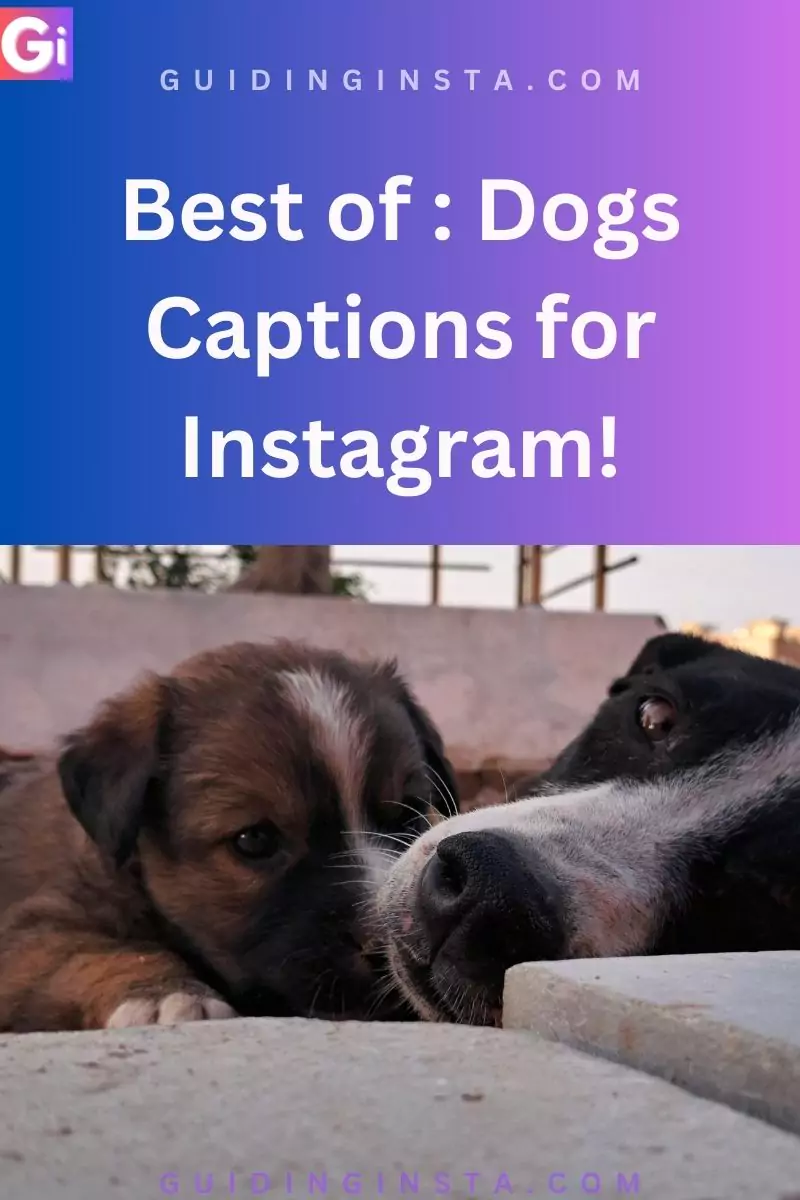 best captions for street dogs with image of them