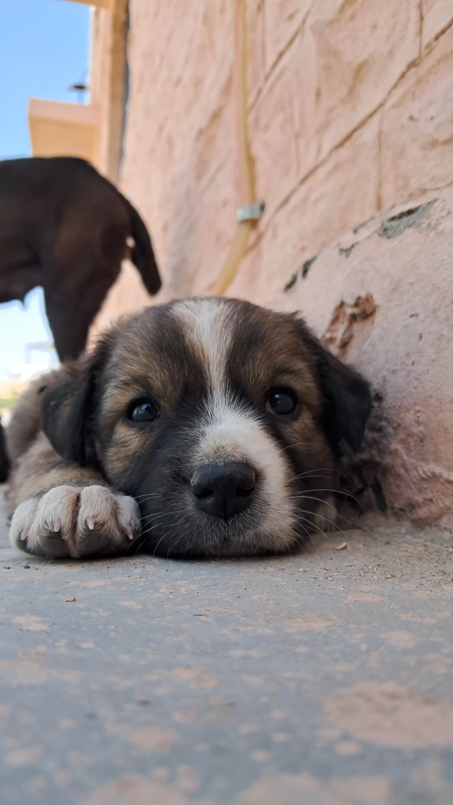 cute dog sleeping and looking at camera captions