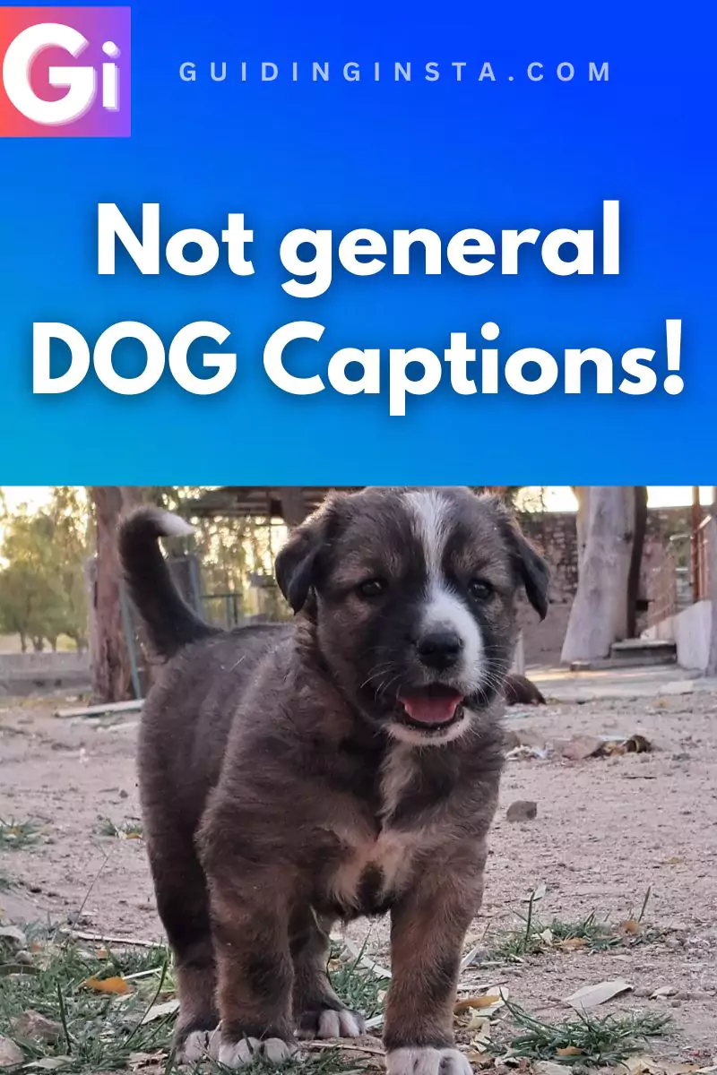 cute puppy with overlay text not general dog captions