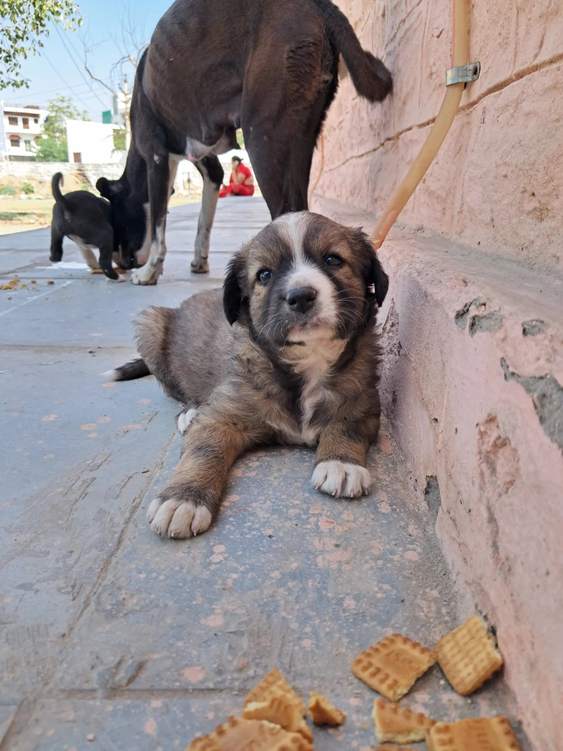 street dog sitting with biscuits to eat